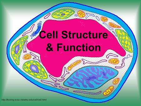 Cell Structure & Function