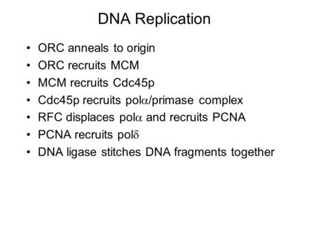DNA Replication ORC anneals to origin ORC recruits MCM MCM recruits Cdc45p Cdc45p recruits pol  /primase complex RFC displaces pol  and recruits PCNA.