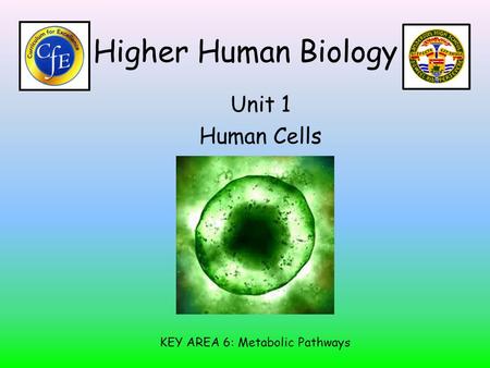 Higher Human Biology Unit 1 Human Cells KEY AREA 6: Metabolic Pathways.