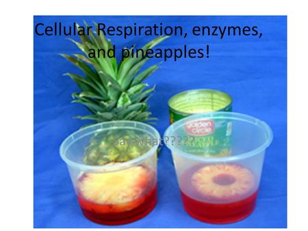 Cellular Respiration, enzymes, and pineapples!