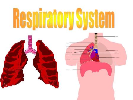 What to think about…. What is the function of the respiratory system? What are the parts of the respiratory system? What are the functions of the different.