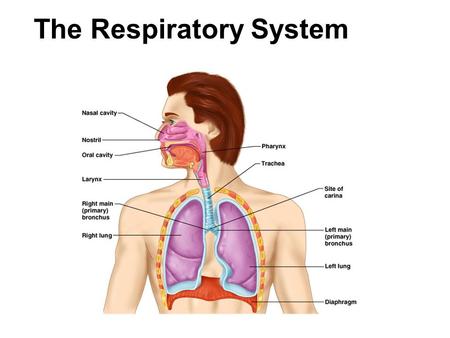 The Respiratory System. 2 Respiration Includes  Pulmonary ventilation  Air moves in and out of lungs  Continuous replacement of gases in alveoli (air.