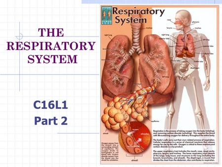 THE RESPIRATORY SYSTEM C16L1 Part 2 glottis the space between the folds.