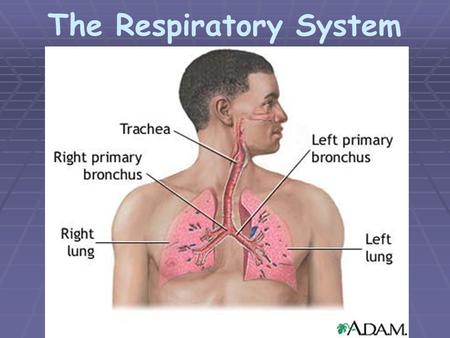 The Respiratory System. Two Major Divisions  Upper Respiratory Tract – nasal cavity, pharynx, and larynx * External Respiration – exchange of gases between.