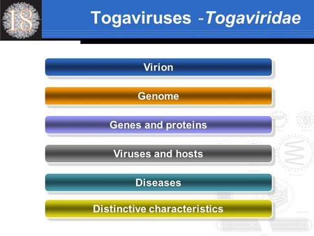 Virion Genome Genes and proteins Viruses and hosts Diseases Distinctive characteristics Togaviruses -Togaviridae.