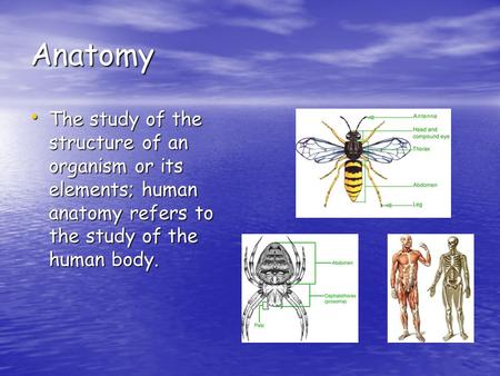 Anatomy The study of the structure of an organism or its elements; human anatomy refers to the study of the human body. The study of the structure of an.