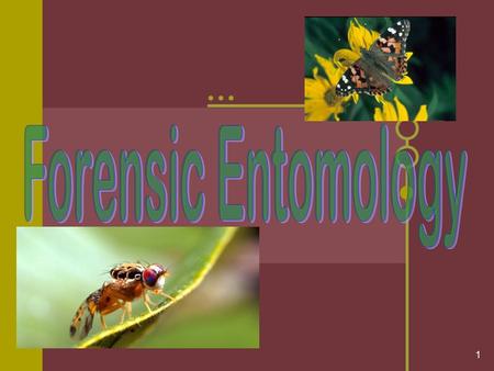 1. 2 Entomology Review: Forensic entomologists study Based on the life cycle stage of insects, entomologists can determine how long a body has been dead;