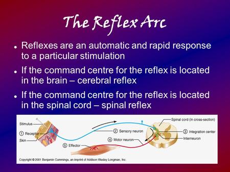 The Reflex Arc Reflexes are an automatic and rapid response to a particular stimulation If the command centre for the reflex is located in the brain –