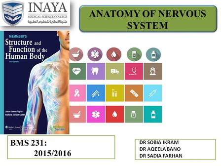 ANATOMY OF NERVOUS SYSTEM BMS 231: 2015/2016 DR SOBIA IKRAM DR AQEELA BANO DR SADIA FARHAN.