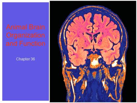 Chapter 36 Animal Brain Organization and Function Chapter 36.