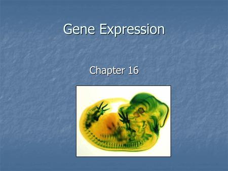 Gene Expression Chapter 16. DNA regulatory sequence All on DNA Promoters – Start transcription Promoters – Start transcription Terminators – End Transcription.
