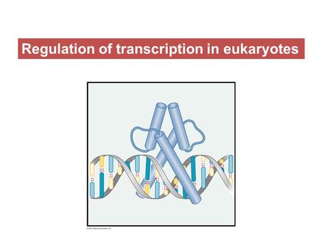 Regulation of transcription in eukaryotes