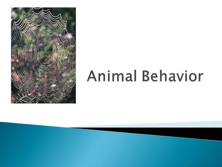  Ethology = the study of animal behavior  Behavior = a response to a stimulus.