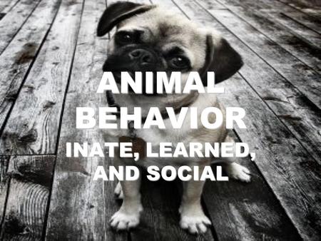 ANIMAL BEHAVIOR INATE, LEARNED, AND SOCIAL. WHAT IS BEHAVIOR? BEHAVIOR is anything an animal does in response to a stimulus. EXAMPLES: –HEAT stimulates.
