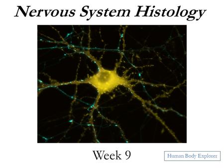 Nervous System Histology