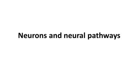 Neurons and neural pathways