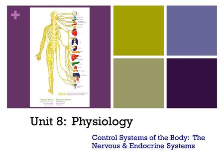 + Unit 8: Physiology Control Systems of the Body: The Nervous & Endocrine Systems.