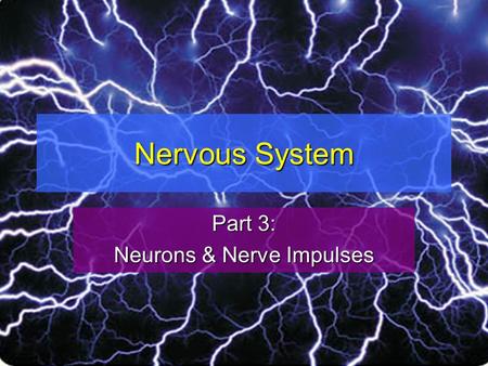 Nervous System Part 3: Neurons & Nerve Impulses. Neuron Structure A neuron is a nerve cellA neuron is a nerve cell The nucleus of a neuron and most of.