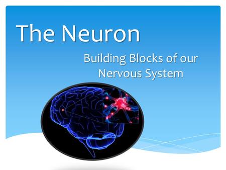 The Neuron Building Blocks of our Nervous System.