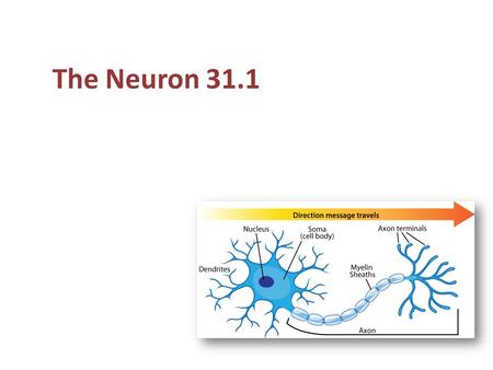 The Neuron 31.1. Functions of the nervous system Two parts to the nervous system: Peripheral nervous system – nerves and supporting cells that collects.