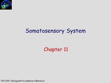 PSY2301: Biological Foundations of Behavior Somatosensory System Chapter 11.
