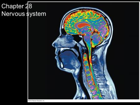 Chapter 28 Nervous system. NERVOUS SYSTEM STRUCTURE AND FUNCTION © 2012 Pearson Education, Inc.