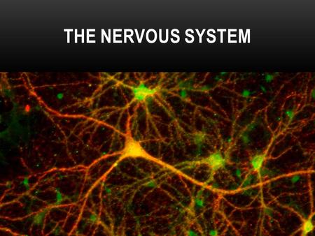 THE NERVOUS SYSTEM. The Nervous System Main Functions: - controls & coordinates functions throughout the body - responds to internal and external stimuli.