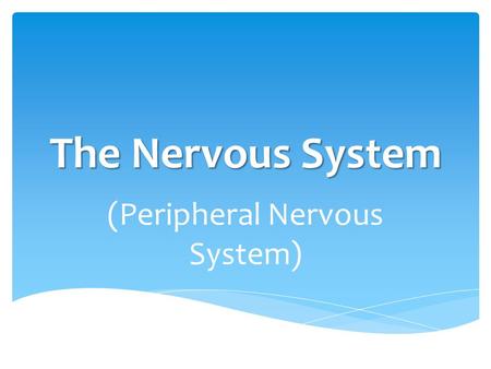 The Nervous System (Peripheral Nervous System).  Peripheral nervous System (PNS): all the parts of the nervous system except for the brain & spinal cord.
