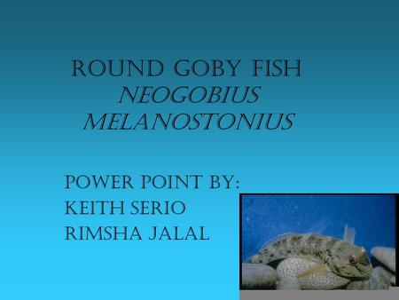 Round Goby Fish Neogobius melanostonius