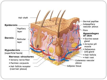 Hair Follicle Receptor Root Hair Plexus Adipose Tissue Ppt Video Online Download Hair Follicle Receptor Root Hair Plexus Adipose Tissue Ppt Video Online Download