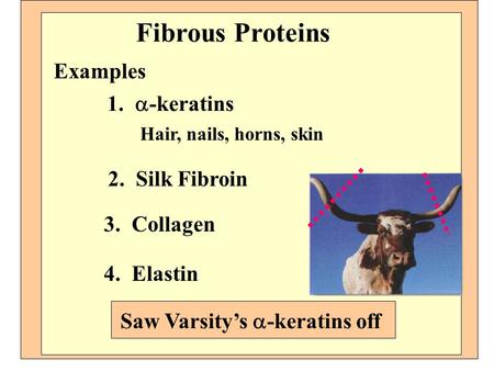 Fibrous Proteins Examples 1. a-keratins 2. Silk Fibroin 3. Collagen