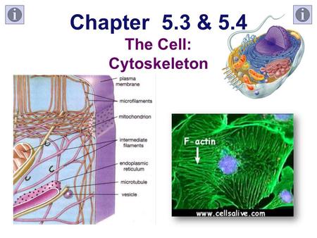 Chapter 5.3 & 5.4 The Cell: Cytoskeleton