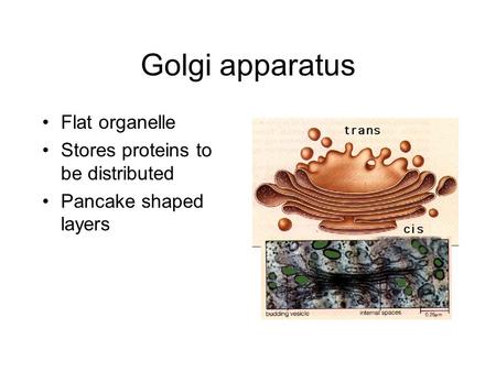 Golgi apparatus Flat organelle Stores proteins to be distributed Pancake shaped layers.