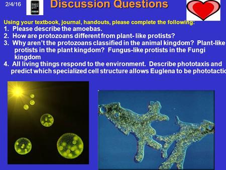Discussion Questions 2/4/16 Using your textbook, journal, handouts, please complete the following: 1. Please describe the amoebas. 2. How are protozoans.