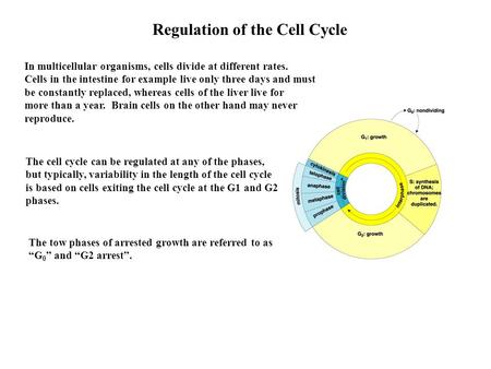 Regulation of the Cell Cycle The cell cycle can be regulated at any of the phases, but typically, variability in the length of the cell cycle is based.
