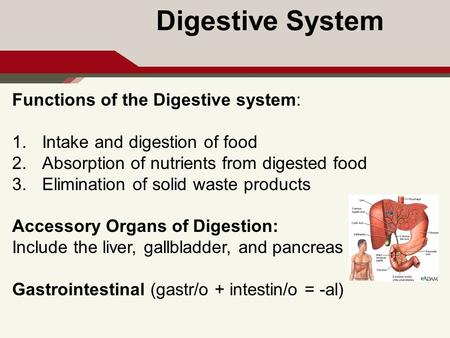 Digestive System Functions of the Digestive system: