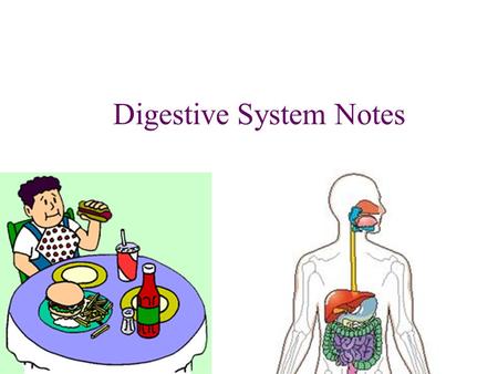 Digestive System Notes. Digestive System Function: Help change foods into simpler molecules that can be absorbed into the body and then used by the cells.