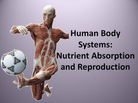 Human Body Systems: Nutrient Absorption and Reproduction.