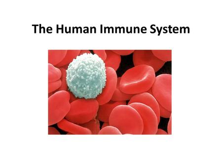 The Human Immune System. What is the immune system? The body’s defense against disease causing organisms, malfunctioning cells, and foreign particles.