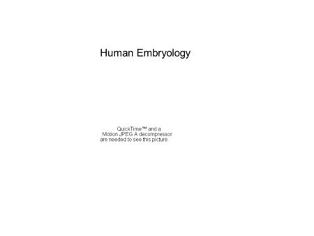 Human Embryology. segmentation and patterning somites.