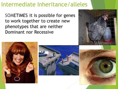 Intermediate Inheritance/alleles SOMETIMES it is possible for genes to work together to create new phenotypes that are neither Dominant nor Recessive.