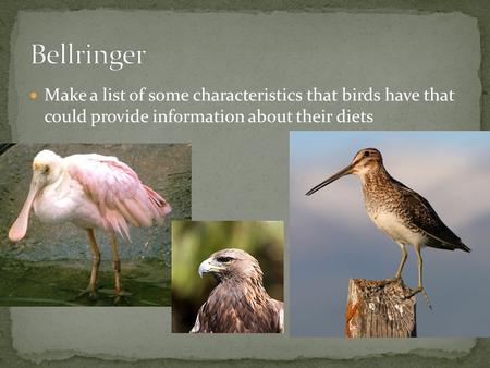 Make a list of some characteristics that birds have that could provide information about their diets.