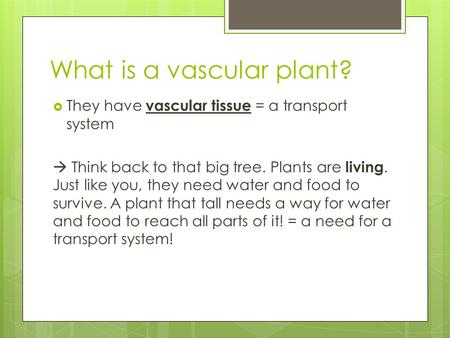What is a vascular plant?  They have vascular tissue = a transport system  Think back to that big tree. Plants are living. Just like you, they need water.