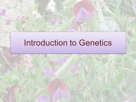 Introduction to Genetics. Inheritance Why do you look like your parents? Why do some traits get passed down from grandparent to grandchild and skip one.