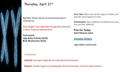 Thursday, April 21 st Big Idea: What role do chromosomes play in inheritance Daily target: I can describe how genetic diversity is done in sexual reproduction.