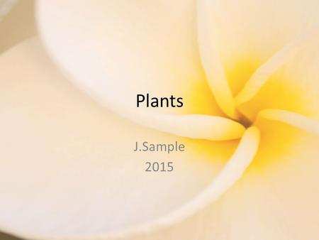 Plants J.Sample 2015. Review Photosynthesis: The process that plants use to make food using energy from the sun. Requires – Sunlight – Water – Carbon.