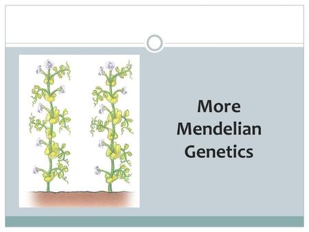 11-3 Exploring Mendelian Genetics More Mendelian Genetics.