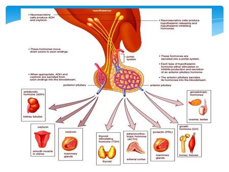 The hypothalamo-pituitary-adrenal axis (HPAA) and the female hypothalamo-pituitary-gonadal axis (HPGA).