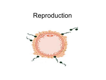 Reproduction. Testes (male gonads) -Produce sperm -Produce sex hormones -Found in a sac called the scrotum -Suspended outside of the body cavity for.