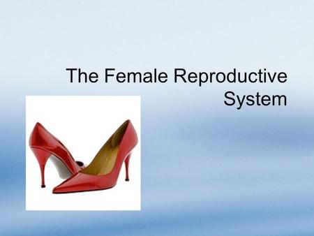 The Female Reproductive System. Overview The female reproductive system produces only a limited number of gametes Most structures are located inside the.
